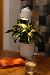 BOTANICA WOOD desk lamp white